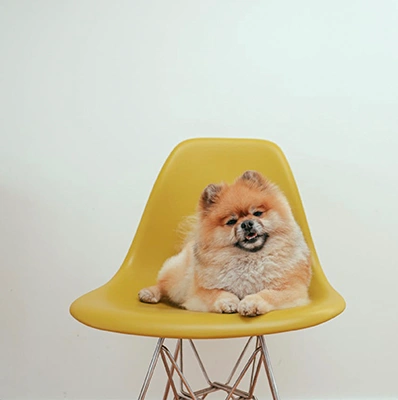 Hund auf Eames Plastic Chair